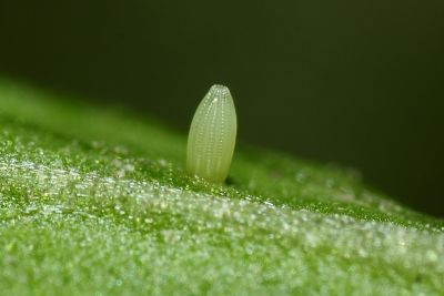 白粉蝶 Pieris rapae crucivora