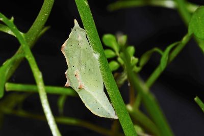 白粉蝶 Pieris rapae crucivora