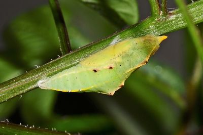 白粉蝶 Pieris rapae crucivora