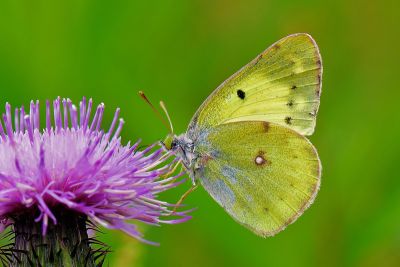 紋黃蝶 Colias erate formosana 雌蟲
