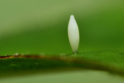 細波遷粉蝶 Catopsilia pyranthe pyranthe