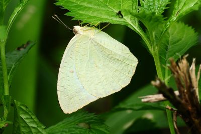 細波遷粉蝶 Catopsilia pyranthe pyranthe 性別不明