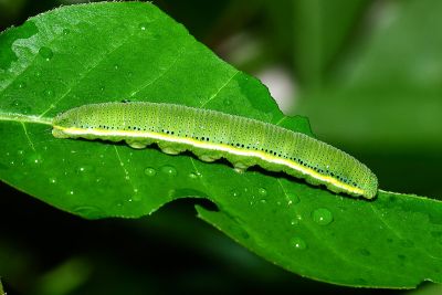 細波遷粉蝶 Catopsilia pyranthe pyranthe