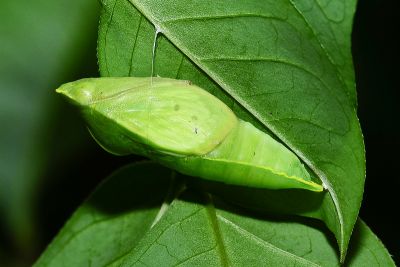 細波遷粉蝶 Catopsilia pyranthe pyranthe