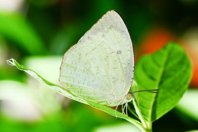 細波遷粉蝶 Catopsilia pyranthe pyranthe 性別不明