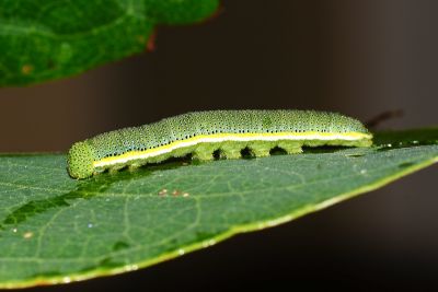 細波遷粉蝶 Catopsilia pyranthe pyranthe