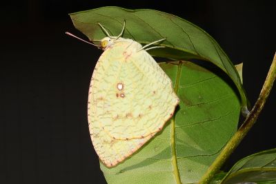細波遷粉蝶 Catopsilia pyranthe pyranthe 性別不明