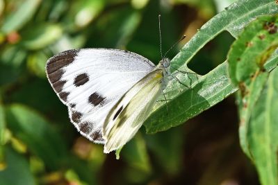 緣點白粉蝶 Pieris canidia 性別不明