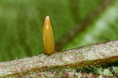 臺灣鉤粉蝶 Gonepteryx taiwana