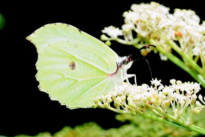 臺灣鉤粉蝶 Gonepteryx taiwana 性別不明
