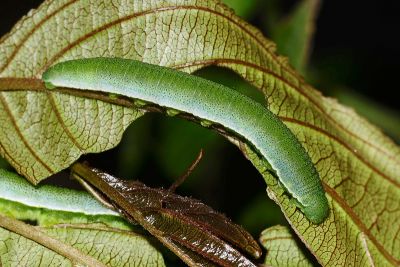 臺灣鉤粉蝶 Gonepteryx taiwana
