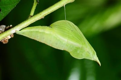 臺灣鉤粉蝶 Gonepteryx taiwana