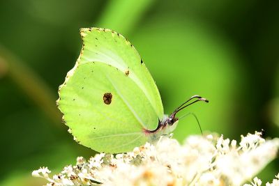 臺灣鉤粉蝶 Gonepteryx taiwana 性別不明