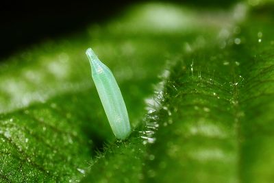 臺灣鉤粉蝶 Gonepteryx taiwana
