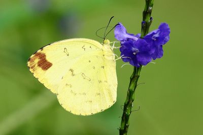 亮色黃蝶 Eurema blanda arsakia 性別不明