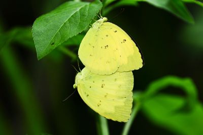 亮色黃蝶 Eurema blanda arsakia 交尾中個體