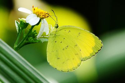 亮色黃蝶 Eurema blanda arsakia 性別不明