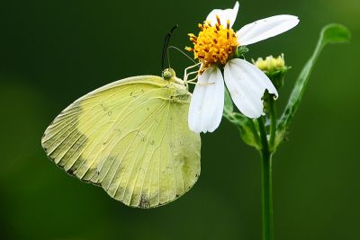 亮色黃蝶 Eurema blanda arsakia 性別不明