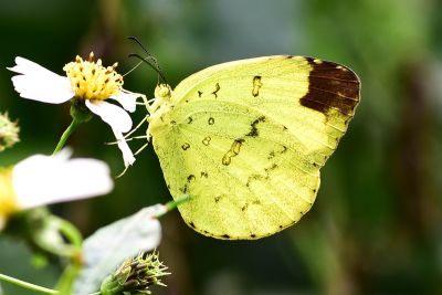 亮色黃蝶 Eurema blanda arsakia 性別不明