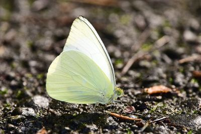 尖粉蝶 Appias albina semperi 性別不明