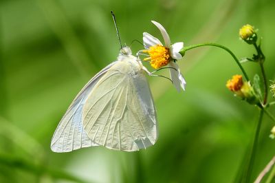 尖粉蝶 Appias albina semperi 性別不明