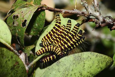 豔粉蝶 Delias pasithoe curasena