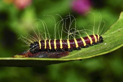 豔粉蝶 Delias pasithoe curasena