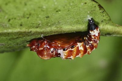 豔粉蝶 Delias pasithoe curasena