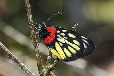 豔粉蝶 Delias pasithoe curasena 性別不明