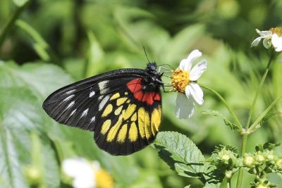 豔粉蝶 Delias pasithoe curasena 性別不明