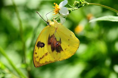 遷粉蝶 Catopsilia pomona pomona 性別不明