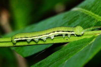 遷粉蝶 Catopsilia pomona pomona
