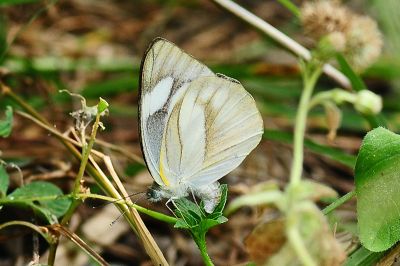鑲邊尖粉蝶 Appias olferna peducaea 性別不明