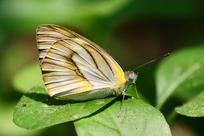 鑲邊尖粉蝶 Appias olferna peducaea 性別不明