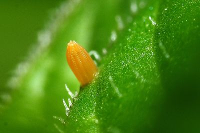 鑲邊尖粉蝶 Appias olferna peducaea