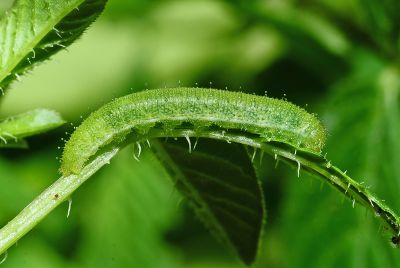 鑲邊尖粉蝶 Appias olferna peducaea