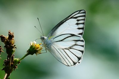 鑲邊尖粉蝶 Appias olferna peducaea 性別不明