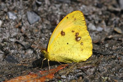 異粉蝶 Ixias pyrene insignis 雄蟲