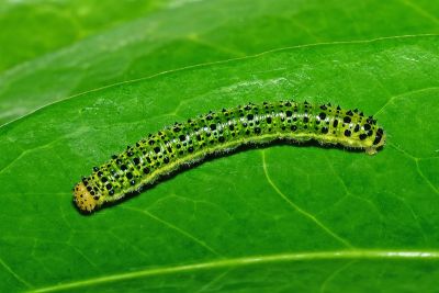 雲紋尖粉蝶 Appias indra aristoxemus