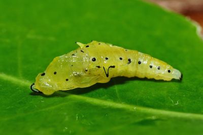 雲紋尖粉蝶 Appias indra aristoxemus