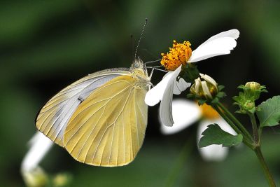 飛龍白粉蝶 Talbotia naganum karumii 雌蟲