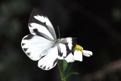 飛龍白粉蝶 Talbotia naganum karumii 雌蟲