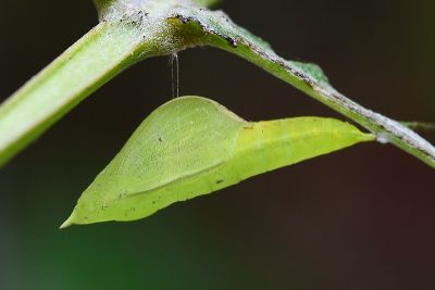 黃蝶 Eurema hecabe