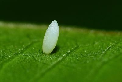 黃蝶 Eurema hecabe