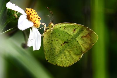 黃蝶 Eurema hecabe 性別不明