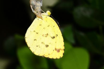 黃蝶 Eurema hecabe 性別不明