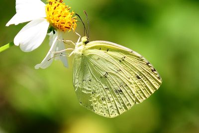黃蝶 Eurema hecabe 性別不明