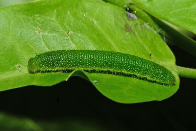 黃裙脈粉蝶 Cepora iudith olga