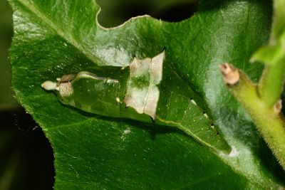 黃裙脈粉蝶 Cepora iudith olga