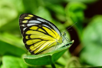 黃裙脈粉蝶 Cepora iudith olga